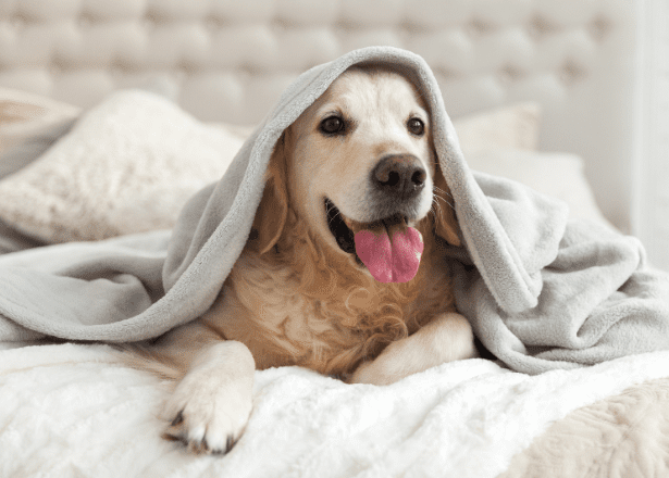 pet friendly rooms